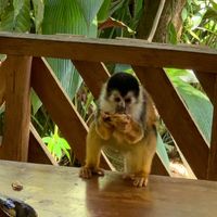  at Rancho Raices de Osa - Artisian Chocolate Tour in Puerto Jimenez