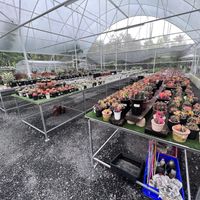 Cactus farm  at Backyard Cafe x TCT in Surat Thani