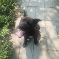  at Thong Dong 2 - Vegan Friendly Kitchen in Lao Cai