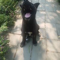  at Thong Dong 2 - Vegan Friendly Kitchen in Lao Cai