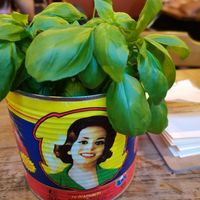 Fresh basil at Pizza Bertoldi - Jakubská in Prague