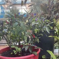 Unique decor   at Thi Vietnamese in 