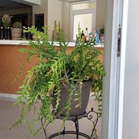 Bar at GOJI Vegan Hotel in Rhodes