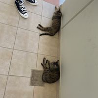   at GOJI Vegan Hotel in Rhodes