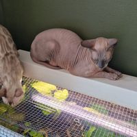  at Cat Cafe Tiramisu in Kuopio