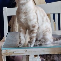  at Cat Cafe Tiramisu in Kuopio