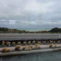 Nice view of the ocean at orrrn in Jeju