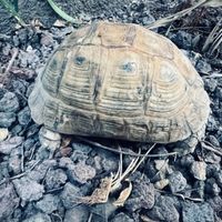 Turtles!  at Carob House in Madaba