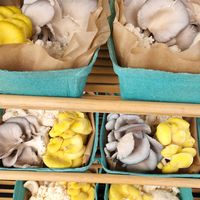 Beautiful mushrooms! at Old Town Farmer's Market in Temecula
