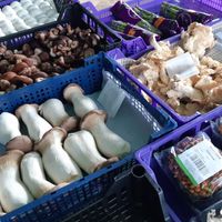  at O Sítio dos Cogumelos - Mercado de Amarante in Amarante