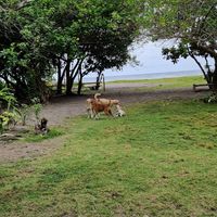  at Daos Beach Bistro - Haruhay Eco Beach Tavern in Camiguin