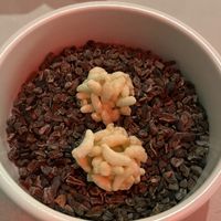 Candied Rice Puffs  at NARO in New York City