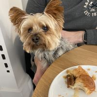 Apple danish   at Krafin in Prague