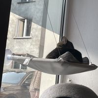   at KOTON Kocia Kawiarnia in Wroclaw