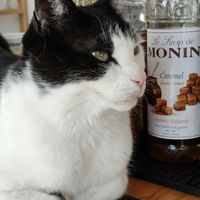  at KOTON Kocia Kawiarnia in Wroclaw