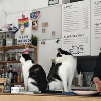  at KOTON Kocia Kawiarnia in Wroclaw