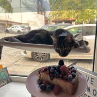   at KOTON Kocia Kawiarnia in Wroclaw