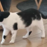  at KOTON Kocia Kawiarnia in Wroclaw