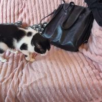  at KOTON Kocia Kawiarnia in Wroclaw