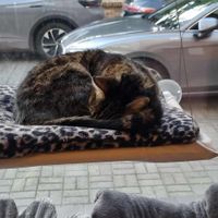  at KOTON Kocia Kawiarnia in Wroclaw