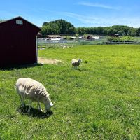  at Tamerlaine Sanctuary & Preserve in Montague