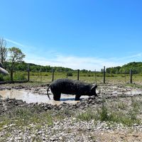   at Tamerlaine Sanctuary & Preserve in Montague