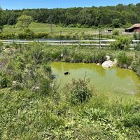   at Tamerlaine Sanctuary & Preserve in Montague
