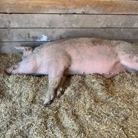   at Tamerlaine Sanctuary & Preserve in Montague