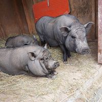  at Tamerlaine Sanctuary & Preserve in Montague