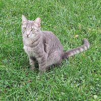 Peaches at Tamerlaine Sanctuary & Preserve in Montague