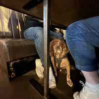 Teddy 🐶  at BrewDog in Hull