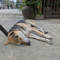 Owner's dog (a cutie very friendly) at Tam Coc Ngo Dong Homestay and Vegan Restaurant in Ninh Binh
