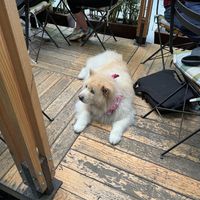   at Pandaria Rosetta in Mexico City