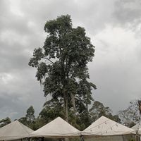 Nature #Veganuary at La Villa Llanogrande in Rionegro