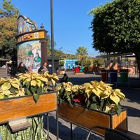 Adjacent from the Tequila sign  at Amor de Mis Amores  in Tequila