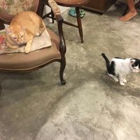 The Owners at Bonita Cafe and Social Club in Bangkok