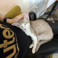 Miki is an absolute sweetheart who was on my lap in literally 2 minutes 😊❤️🐈 at Bonita Cafe and Social Club in Bangkok