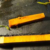 Bone from the meat! at Impact Food in Rome