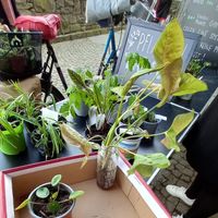 pflanzentausch😍 at fijnwerk in Ratingen