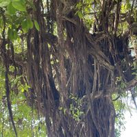   at Tamarindo Diria Beach Resort in Tamarindo