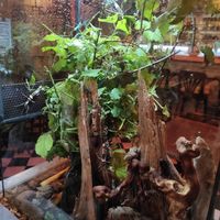 Bugs at ŠMAK in Bratislava