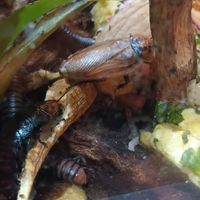 Feed then food scraps, very cute at ŠMAK in Bratislava