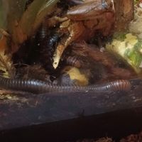  at ŠMAK in Bratislava