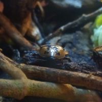  at ŠMAK in Bratislava