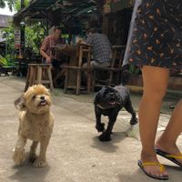 the cutest dogs  at Dacha Tree Cafe, Gallery and Deli  in Pai