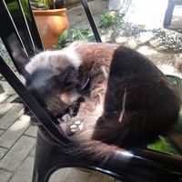 Coraje Cat at Coraje Vegan in Medellin