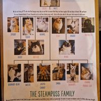  at Steampuss Cat Lounge in Scarborough