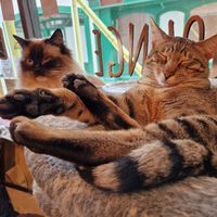  at Steampuss Cat Lounge in Scarborough