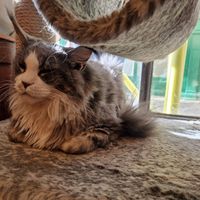  at Steampuss Cat Lounge in Scarborough