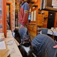  at Steampuss Cat Lounge in Scarborough